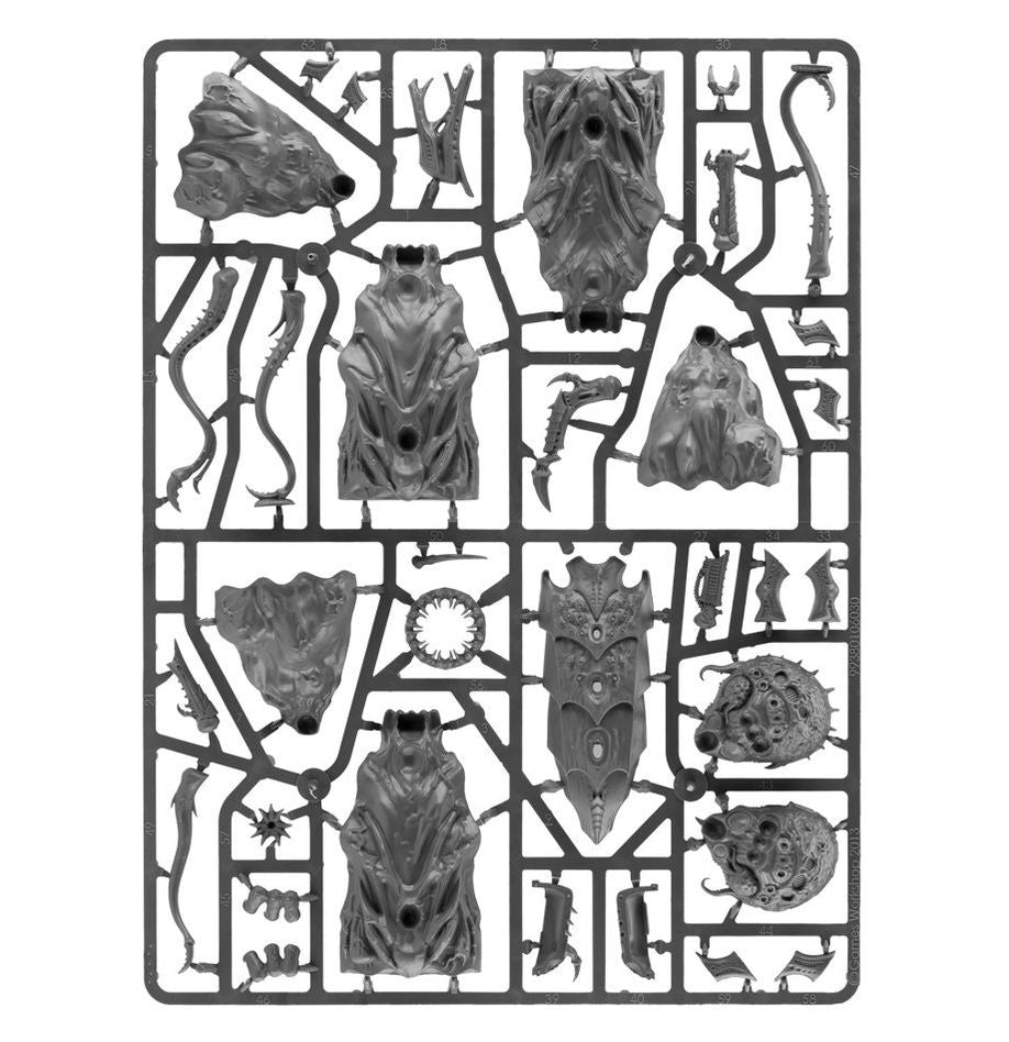 Tyrannocyte/Sporocyst and Mucolid Spore (51-21)