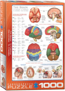 Eurographics The Brain (6000-0256) (1000)